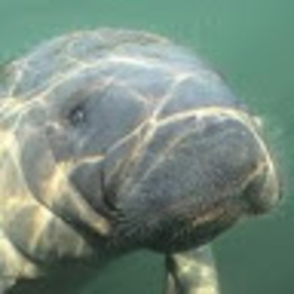 e_manatee